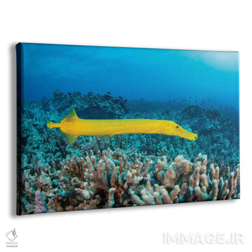 تابلو Aulostomus Chinensis, Are Parasitic Copepods, Hawaii,نقاط روی این ماهی ترومپت زرد (Aulostomus chinensis) پاروپایان انگلی هستند، هاوایی اثر دیوید فلیتهام - نمای پرسپکتیو محصول