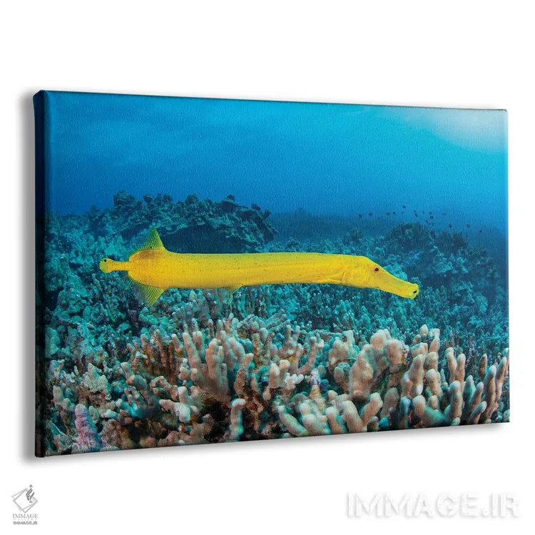 تابلو Aulostomus Chinensis, Are Parasitic Copepods, Hawaii,نقاط روی این ماهی ترومپت زرد (Aulostomus chinensis) پاروپایان انگلی هستند، هاوایی اثر دیوید فلیتهام - نمای پرسپکتیو محصول