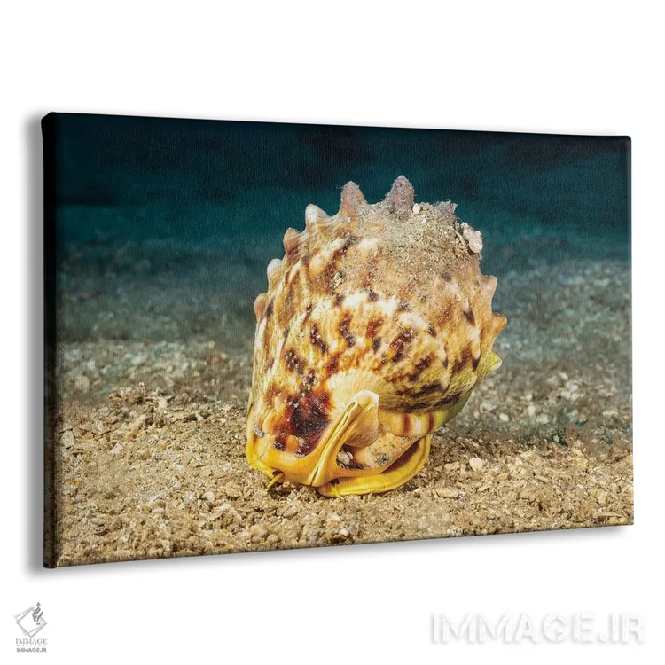 تابلو Cassis Cornuta, Peering Out Of Its Shell, Hawaii,چشمها و شاخکهای صدف کلاهخودی شاخدار (Cassis cornuta) که از صدف خود بیرون نگاه میکند، هاوایی اثر دیوید فلیتهام - نمای پرسپکتیو محصول