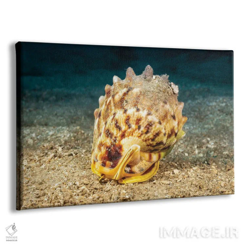 تابلو Cassis Cornuta, Peering Out Of Its Shell, Hawaii,چشمها و شاخکهای صدف کلاهخودی شاخدار (Cassis cornuta) که از صدف خود بیرون نگاه میکند، هاوایی اثر دیوید فلیتهام - نمای پرسپکتیو محصول