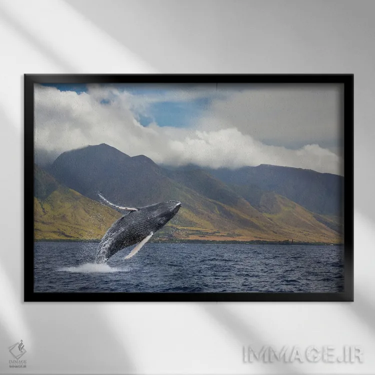 تابلو Hawaii,وال کوهاندار در حال جهش در نزدیکی جزیرهٔ مائوئی، هاوایی اثر دیوید فلیتهام - نمای قابدار مشکی