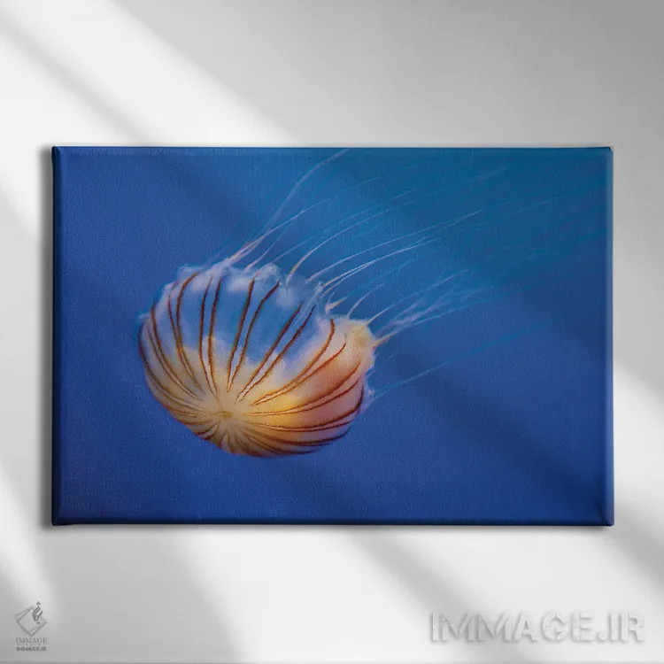 تابلو Fiji,گله ماهی طلایی دریا (آنتیاس اسکوامیپینیس) روی مرجان، فیجی اثر دیوید فلیتهام - نمای روبهرو روی دیوار