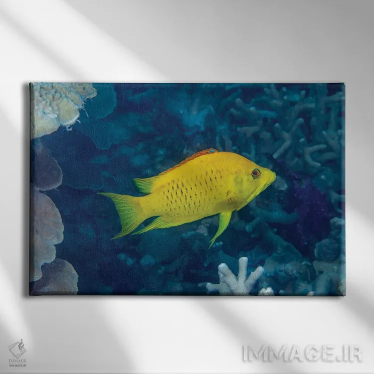 تابلو Epibulus Insidiator, Yap, Micronesia,مرحله زرد اولیه مادهٔ ماهی لبکشنده، Epibulus Insidiator، یاپ، میکرونزی اثر دیوید فلیتهام - نمای روبهرو روی دیوار