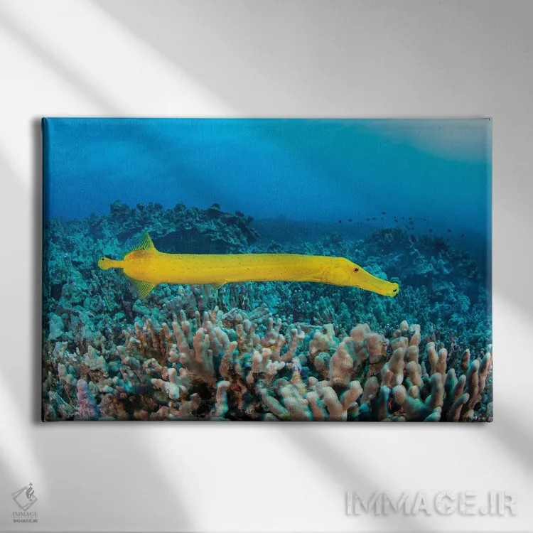 تابلو Aulostomus Chinensis, Are Parasitic Copepods, Hawaii,نقاط روی این ماهی ترومپت زرد (Aulostomus chinensis) پاروپایان انگلی هستند، هاوایی اثر دیوید فلیتهام - نمای روبهرو روی دیوار