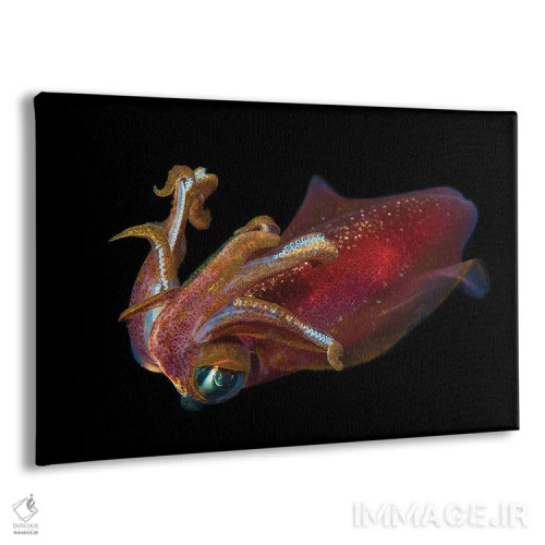 تابلو Sepioteuthis Lessoniana, Hawaii,ماهی مرکب بیضی نر، Sepioteuthis Lessoniana، هاوایی اثر دیوید فلیتهام - نمای پرسپکتیو محصول