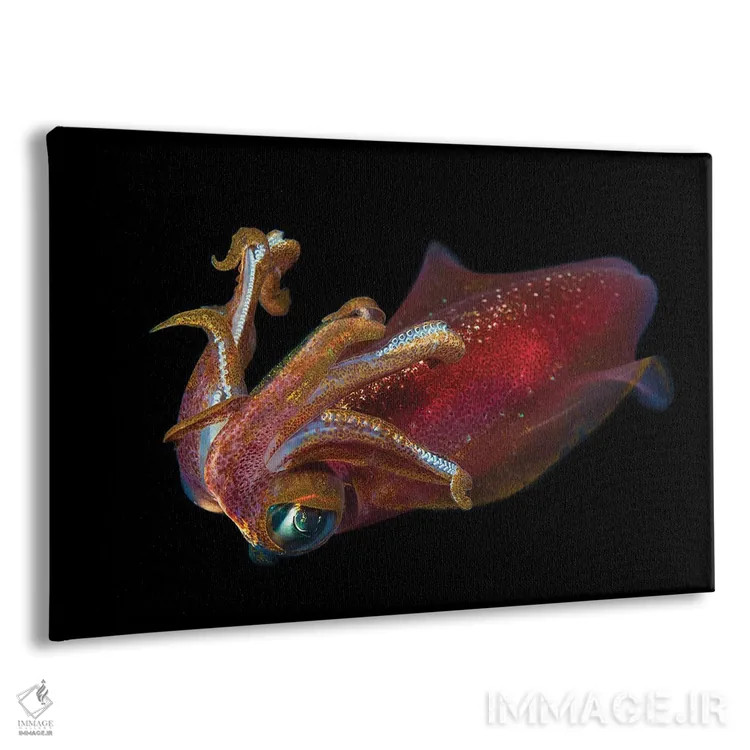 تابلو Sepioteuthis Lessoniana, Hawaii,ماهی مرکب بیضی نر، Sepioteuthis Lessoniana، هاوایی اثر دیوید فلیتهام - نمای پرسپکتیو محصول