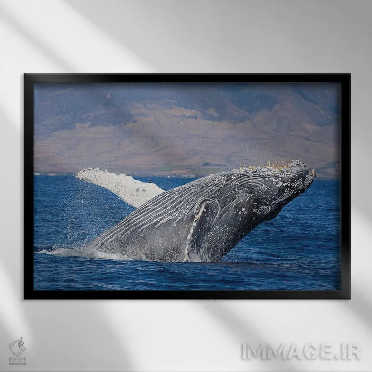 تابلو پریدن نهنگ گوژپشت در نزدیکی ساحل هاوایی ۲ اثر دیوید فلیتهام - نمای قابدار مشکی