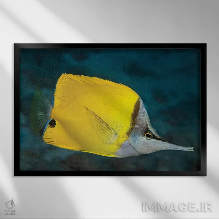 تابلو Forcipiger Flavissimus, Hawaii II,ماهی فورسپس یا پروانهای بینیدراز (Forcipiger flavissimus)، هاوایی II اثر دیوید فلیتهام - نمای قابدار مشکی