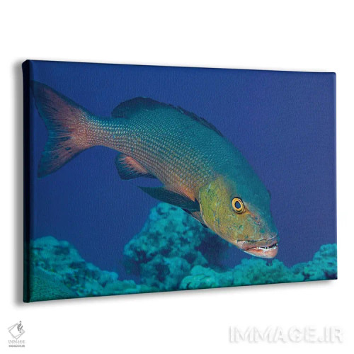 تابلو Lutjanus Bohar, Is An Impressive Predator, Yap, Micronesia,ماهی اسنپر قرمز، Lutjanus Bohar، شکارچیای چشمگیر، یاپ، میکرونزی اثر دیوید فلیتهام - نمای پرسپکتیو محصول