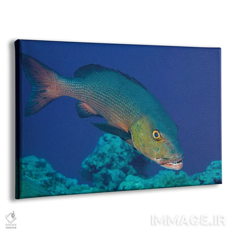 تابلو Lutjanus Bohar, Is An Impressive Predator, Yap, Micronesia,ماهی اسنپر قرمز، Lutjanus Bohar، شکارچیای چشمگیر، یاپ، میکرونزی اثر دیوید فلیتهام - نمای پرسپکتیو محصول