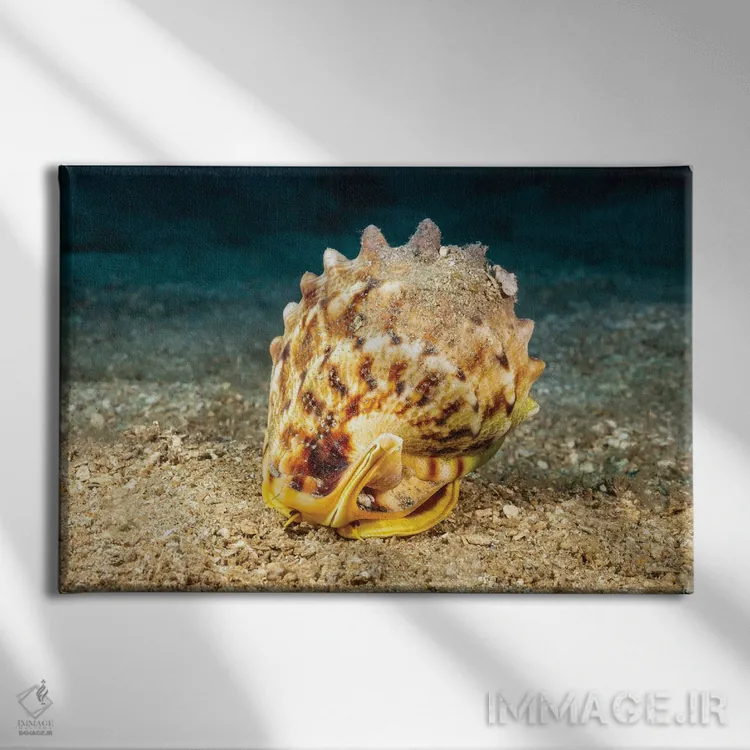 تابلو Cassis Cornuta, Peering Out Of Its Shell, Hawaii,چشمها و شاخکهای صدف کلاهخودی شاخدار (Cassis cornuta) که از صدف خود بیرون نگاه میکند، هاوایی اثر دیوید فلیتهام - نمای روبهرو روی دیوار