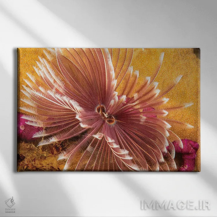 تابلو Sabellastarte Indica, Yap, Micronesia,کرم پرپشتی دریایی هندی، Sabellastarte Indica، یاپ، میکرونزی اثر دیوید فلیتهام - نمای روبهرو روی دیوار