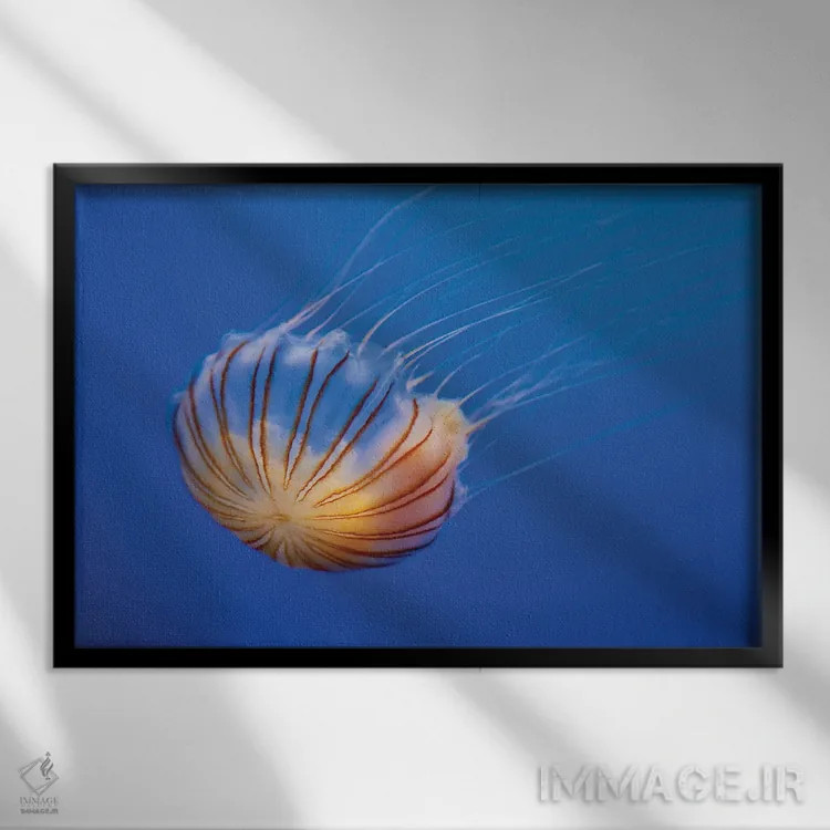 تابلو Fiji,گله ماهی طلایی دریا (آنتیاس اسکوامیپینیس) روی مرجان، فیجی اثر دیوید فلیتهام - نمای قابدار مشکی