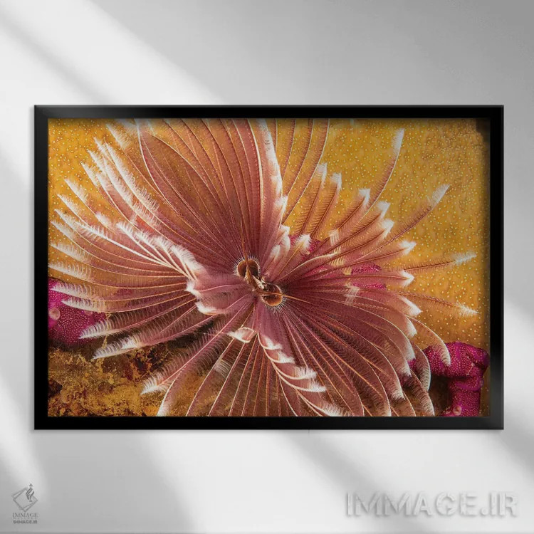 تابلو Sabellastarte Indica, Yap, Micronesia,کرم پرپشتی دریایی هندی، Sabellastarte Indica، یاپ، میکرونزی اثر دیوید فلیتهام - نمای قابدار مشکی