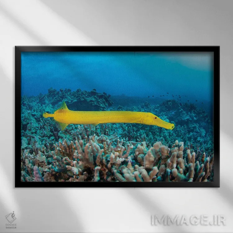 تابلو Aulostomus Chinensis, Are Parasitic Copepods, Hawaii,نقاط روی این ماهی ترومپت زرد (Aulostomus chinensis) پاروپایان انگلی هستند، هاوایی اثر دیوید فلیتهام - نمای قابدار مشکی