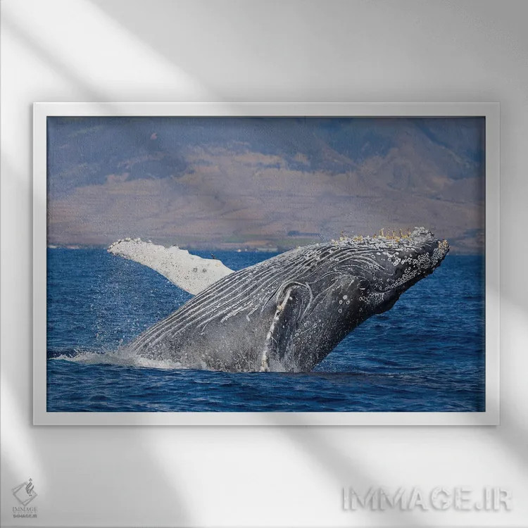 تابلو پریدن نهنگ گوژپشت در نزدیکی ساحل هاوایی ۲ اثر دیوید فلیتهام - نمای قابدار سفید