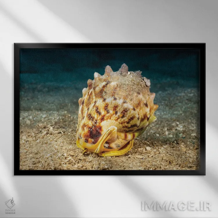 تابلو Cassis Cornuta, Peering Out Of Its Shell, Hawaii,چشمها و شاخکهای صدف کلاهخودی شاخدار (Cassis cornuta) که از صدف خود بیرون نگاه میکند، هاوایی اثر دیوید فلیتهام - نمای قابدار مشکی