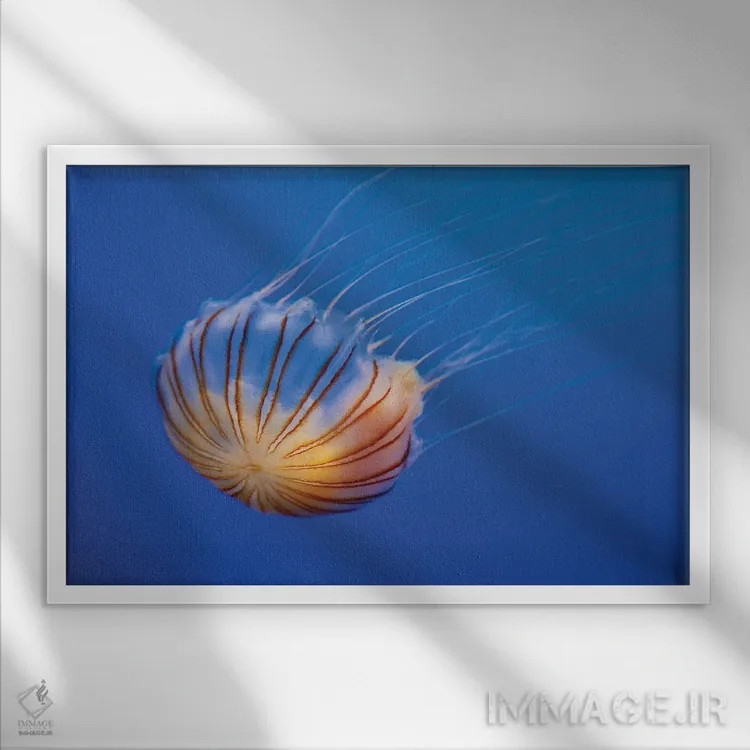 تابلو Fiji,گله ماهی طلایی دریا (آنتیاس اسکوامیپینیس) روی مرجان، فیجی اثر دیوید فلیتهام - نمای قابدار سفید