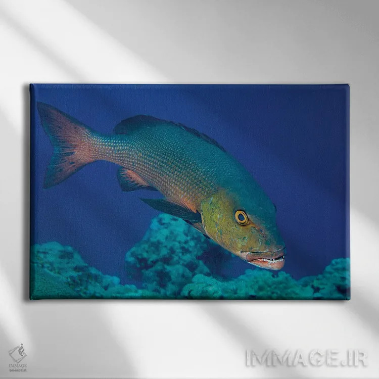 تابلو Lutjanus Bohar, Is An Impressive Predator, Yap, Micronesia,ماهی اسنپر قرمز، Lutjanus Bohar، شکارچیای چشمگیر، یاپ، میکرونزی اثر دیوید فلیتهام - نمای روبهرو روی دیوار
