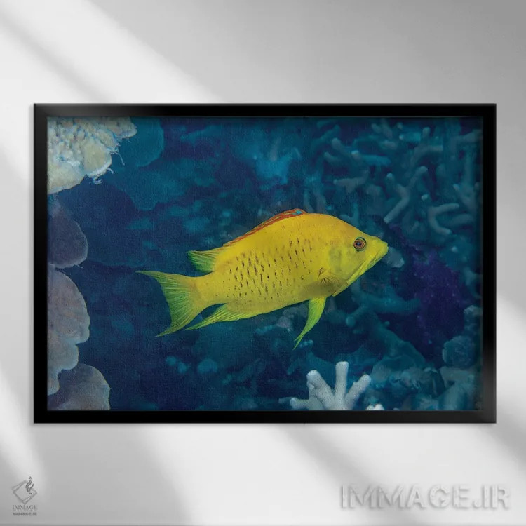 تابلو Epibulus Insidiator, Yap, Micronesia,مرحله زرد اولیه مادهٔ ماهی لبکشنده، Epibulus Insidiator، یاپ، میکرونزی اثر دیوید فلیتهام - نمای قابدار مشکی