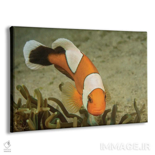 تابلو Amphiprion Polymnus, Forms A Symbiotic Mutualism With Sea Anemones,ماهی دلقک زینی، Amphiprion Polymnus، رابطه همزیستی با شقایقهای دریایی دارد اثر دیوید فلیتهام - نمای پرسپکتیو محصول