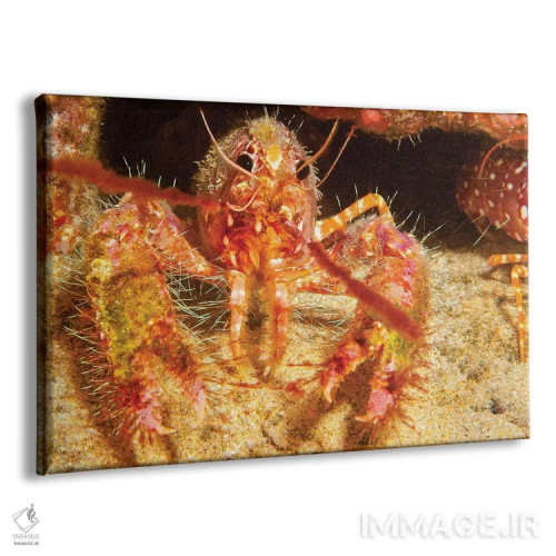 تابلو Enoplometopus Occidentalis, Is Covered In Algae And Parasitic Barnacles,صدف خرچنگ صخرهای هاوایی، Enoplometopus Occidentalis، با جلبک و بالهپایان انگلی پوشیده شده است اثر دیوید فلیتهام - نمای پرسپکتیو محصول