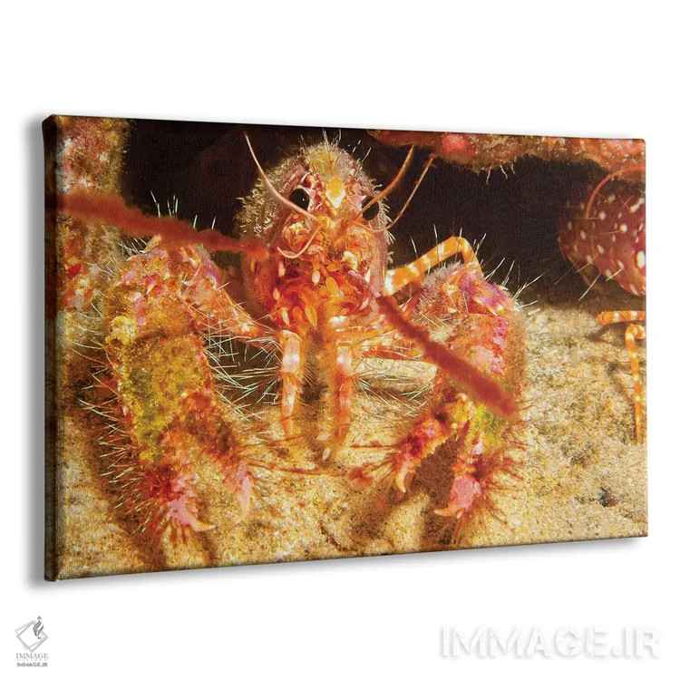 تابلو Enoplometopus Occidentalis, Is Covered In Algae And Parasitic Barnacles,صدف خرچنگ صخرهای هاوایی، Enoplometopus Occidentalis، با جلبک و بالهپایان انگلی پوشیده شده است اثر دیوید فلیتهام - نمای پرسپکتیو محصول