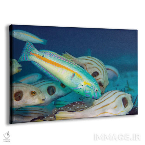تابلو Halichoeres Hartzfeldii, Philippines,مرحله نهایی نر ماهی لبشکری نوارطلایی، Halichoeres Hartzfeldii، فیلیپین اثر دیوید فلیتهام - نمای پرسپکتیو محصول