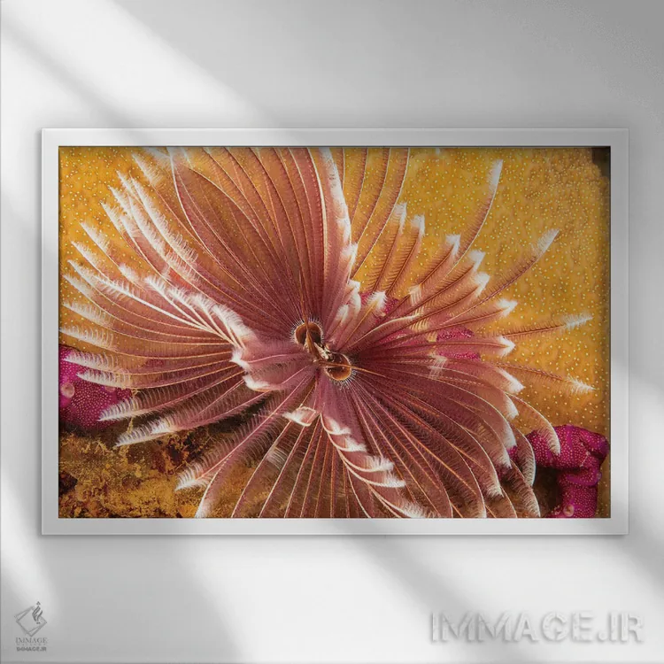 تابلو Sabellastarte Indica, Yap, Micronesia,کرم پرپشتی دریایی هندی، Sabellastarte Indica، یاپ، میکرونزی اثر دیوید فلیتهام - نمای قابدار سفید