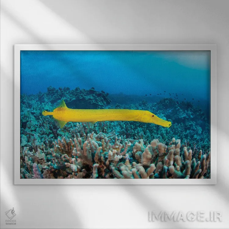 تابلو Aulostomus Chinensis, Are Parasitic Copepods, Hawaii,نقاط روی این ماهی ترومپت زرد (Aulostomus chinensis) پاروپایان انگلی هستند، هاوایی اثر دیوید فلیتهام - نمای قابدار سفید