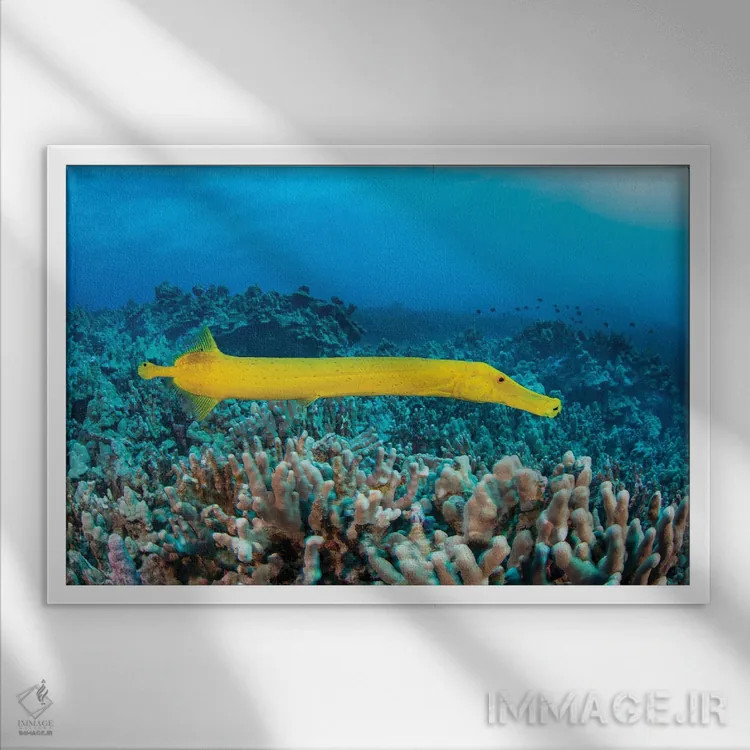 تابلو Aulostomus Chinensis, Are Parasitic Copepods, Hawaii,نقاط روی این ماهی ترومپت زرد (Aulostomus chinensis) پاروپایان انگلی هستند، هاوایی اثر دیوید فلیتهام - نمای قابدار سفید