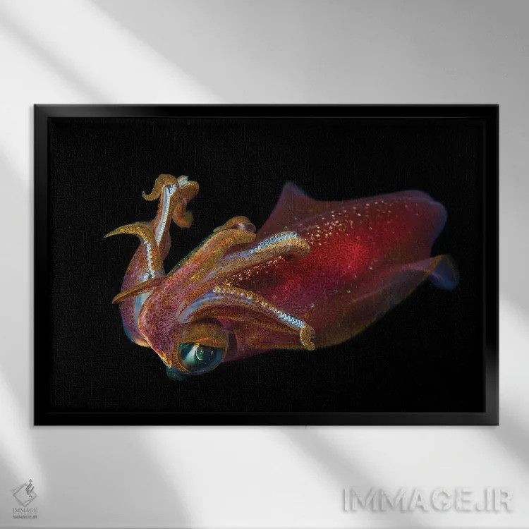 تابلو Sepioteuthis Lessoniana, Hawaii,ماهی مرکب بیضی نر، Sepioteuthis Lessoniana، هاوایی اثر دیوید فلیتهام - نمای قابدار مشکی
