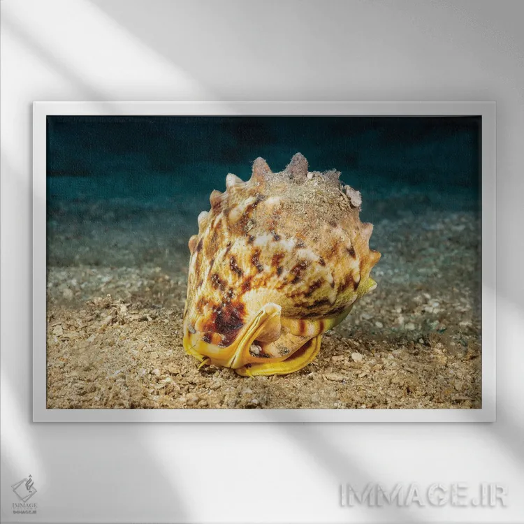 تابلو Cassis Cornuta, Peering Out Of Its Shell, Hawaii,چشمها و شاخکهای صدف کلاهخودی شاخدار (Cassis cornuta) که از صدف خود بیرون نگاه میکند، هاوایی اثر دیوید فلیتهام - نمای قابدار سفید