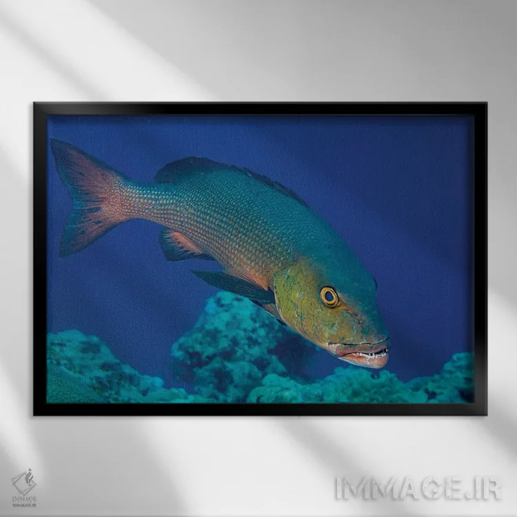 تابلو Lutjanus Bohar, Is An Impressive Predator, Yap, Micronesia,ماهی اسنپر قرمز، Lutjanus Bohar، شکارچیای چشمگیر، یاپ، میکرونزی اثر دیوید فلیتهام - نمای قابدار مشکی