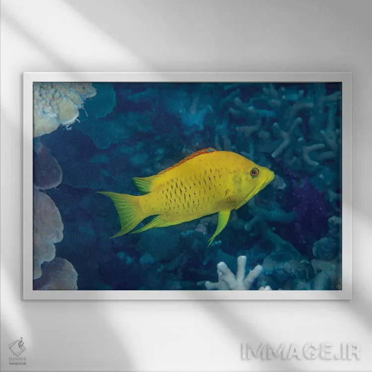 تابلو Epibulus Insidiator, Yap, Micronesia,مرحله زرد اولیه مادهٔ ماهی لبکشنده، Epibulus Insidiator، یاپ، میکرونزی اثر دیوید فلیتهام - نمای قابدار سفید