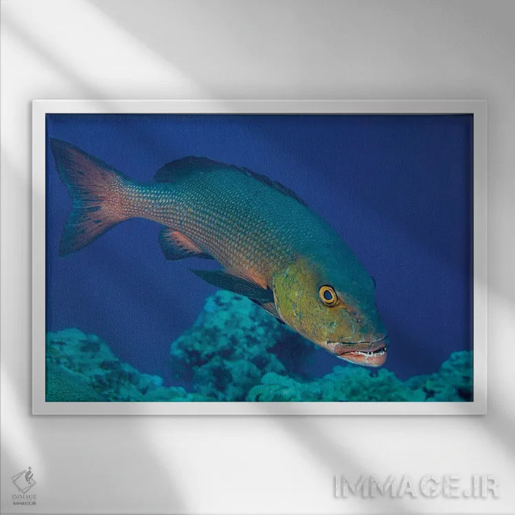 تابلو Lutjanus Bohar, Is An Impressive Predator, Yap, Micronesia,ماهی اسنپر قرمز، Lutjanus Bohar، شکارچیای چشمگیر، یاپ، میکرونزی اثر دیوید فلیتهام - نمای قابدار سفید