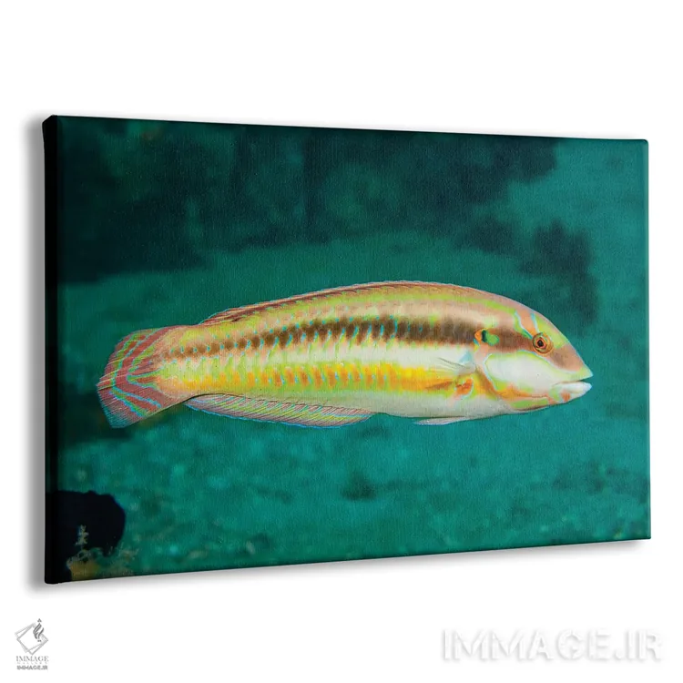 تابلو Halichoeres Bivittatus, Is A Species Of Wrasse Native To The Western Atlantic Ocean,ماهی اسلیپری دیک، Halichoeres Bivittatus، گونهای از لبشکری بومی اقیانوس اطلس غربی اثر دیوید فلیتهام - نمای پرسپکتیو محصول