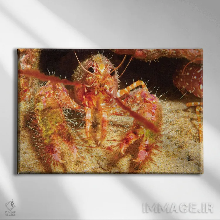 تابلو Enoplometopus Occidentalis, Is Covered In Algae And Parasitic Barnacles,صدف خرچنگ صخرهای هاوایی، Enoplometopus Occidentalis، با جلبک و بالهپایان انگلی پوشیده شده است اثر دیوید فلیتهام - نمای روبهرو روی دیوار