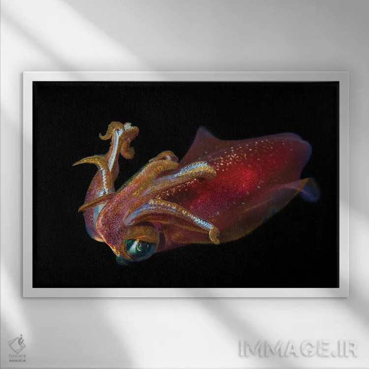 تابلو Sepioteuthis Lessoniana, Hawaii,ماهی مرکب بیضی نر، Sepioteuthis Lessoniana، هاوایی اثر دیوید فلیتهام - نمای قابدار سفید