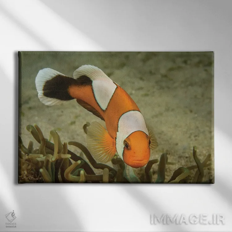 تابلو Amphiprion Polymnus, Forms A Symbiotic Mutualism With Sea Anemones,ماهی دلقک زینی، Amphiprion Polymnus، رابطه همزیستی با شقایقهای دریایی دارد اثر دیوید فلیتهام - نمای روبهرو روی دیوار