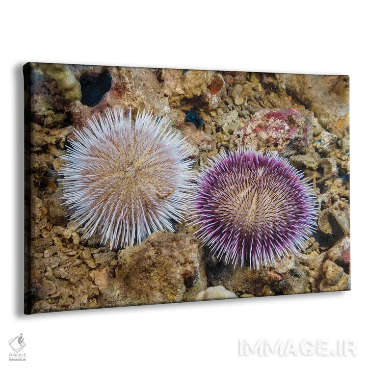 تابلو Pseudoboletia Indiana, Represent The Color Variation Of This Species, Hawaii,این دو جوجهتیغی جمعکننده سنگریزه، Pseudoboletia Indiana، تنوع رنگی این گونه را نشان میدهند، هاوایی اثر دیوید فلیتهام - نمای پرسپکتیو محصول