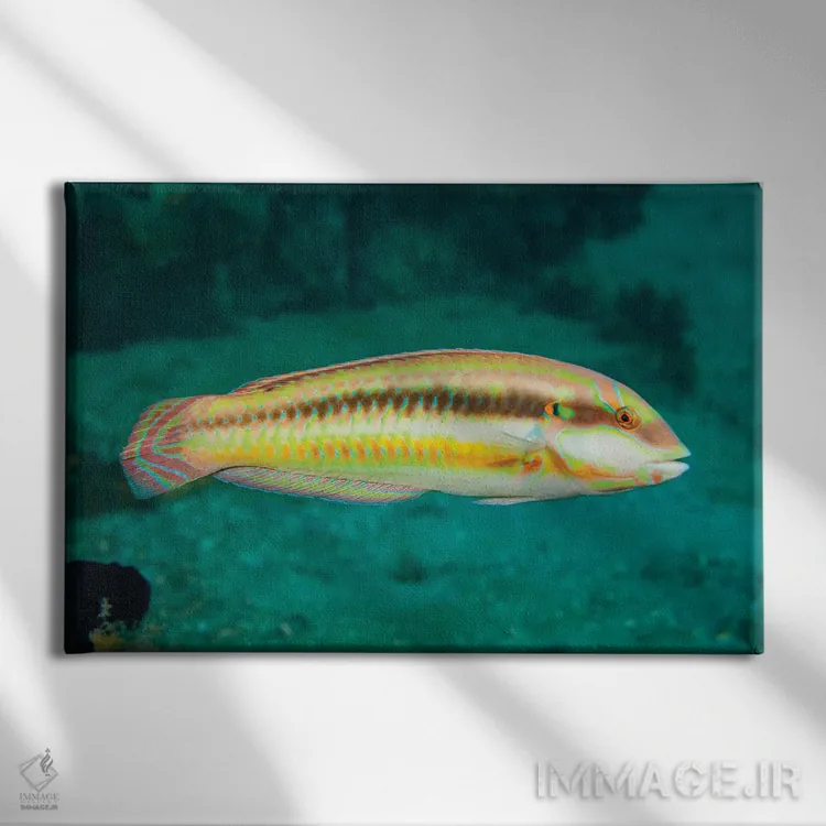 تابلو Halichoeres Bivittatus, Is A Species Of Wrasse Native To The Western Atlantic Ocean,ماهی اسلیپری دیک، Halichoeres Bivittatus، گونهای از لبشکری بومی اقیانوس اطلس غربی اثر دیوید فلیتهام - نمای روبهرو روی دیوار