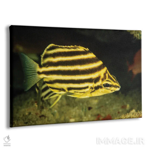 تابلو Microcanthus Strigatus, Is An Unusual Fish To Be Found In Hawaii,ماهی راهراه، Microcanthus Strigatus، ماهی غیرمعمولی که در هاوایی یافت میشود اثر دیوید فلیتهام - نمای پرسپکتیو محصول