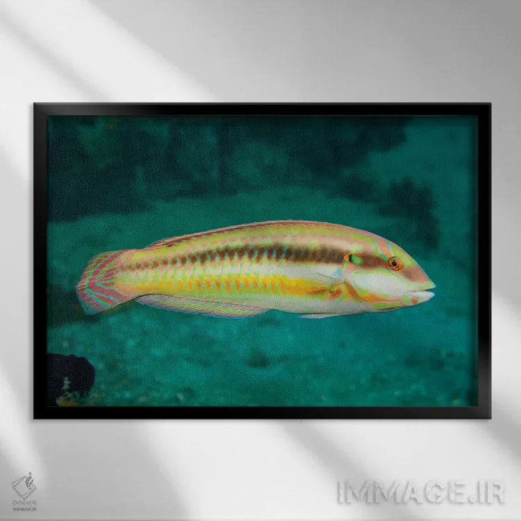 تابلو Halichoeres Bivittatus, Is A Species Of Wrasse Native To The Western Atlantic Ocean,ماهی اسلیپری دیک، Halichoeres Bivittatus، گونهای از لبشکری بومی اقیانوس اطلس غربی اثر دیوید فلیتهام - نمای قابدار مشکی