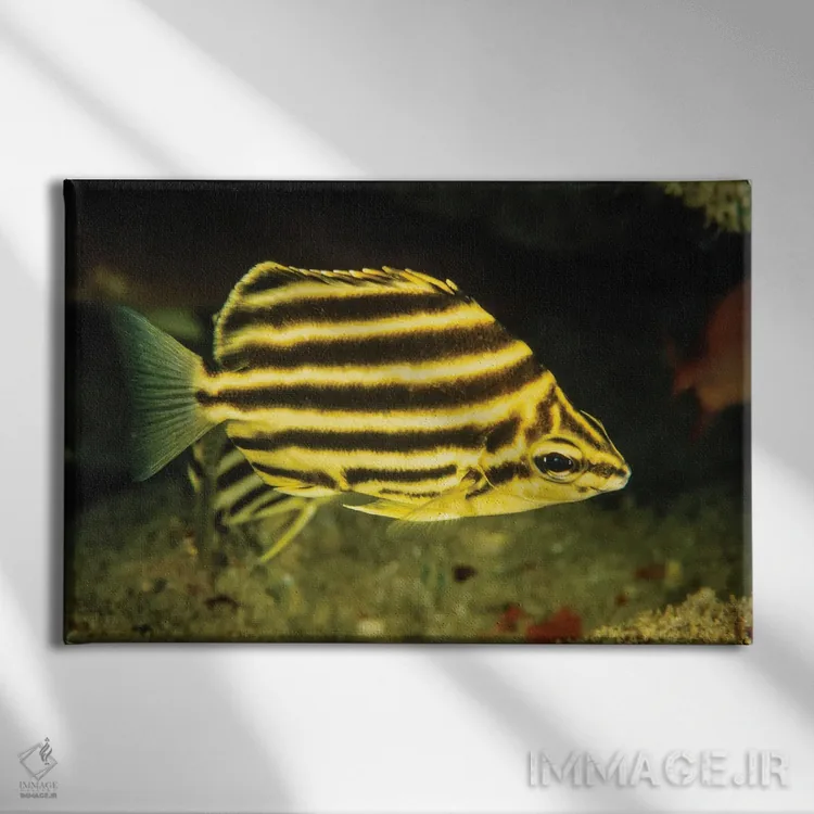 تابلو Microcanthus Strigatus, Is An Unusual Fish To Be Found In Hawaii,ماهی راهراه، Microcanthus Strigatus، ماهی غیرمعمولی که در هاوایی یافت میشود اثر دیوید فلیتهام - نمای روبهرو روی دیوار