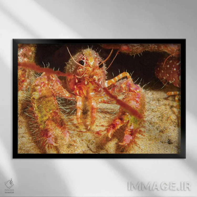 تابلو Enoplometopus Occidentalis, Is Covered In Algae And Parasitic Barnacles,صدف خرچنگ صخرهای هاوایی، Enoplometopus Occidentalis، با جلبک و بالهپایان انگلی پوشیده شده است اثر دیوید فلیتهام - نمای قابدار مشکی