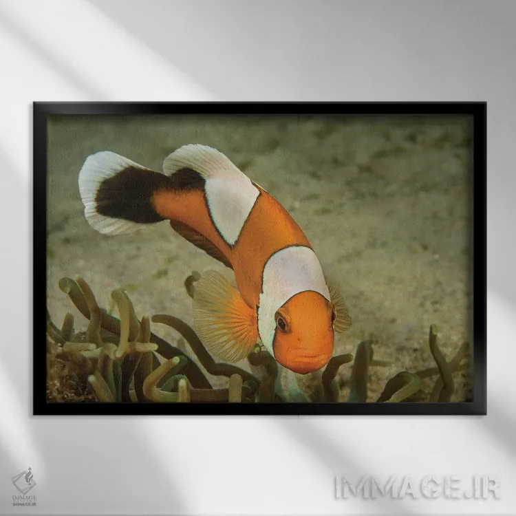 تابلو Amphiprion Polymnus, Forms A Symbiotic Mutualism With Sea Anemones,ماهی دلقک زینی، Amphiprion Polymnus، رابطه همزیستی با شقایقهای دریایی دارد اثر دیوید فلیتهام - نمای قابدار مشکی