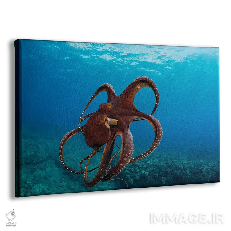 تابلو Octopus Cyanea, Has Spread It's Tentacles Just Before Jetting Away, Hawaii,این اختاپوس روز، Octopus Cyanea، درست پیش از فرار شاخکهایش را باز کرده است، هاوایی اثر دیوید فلیتهام - نمای پرسپکتیو محصول