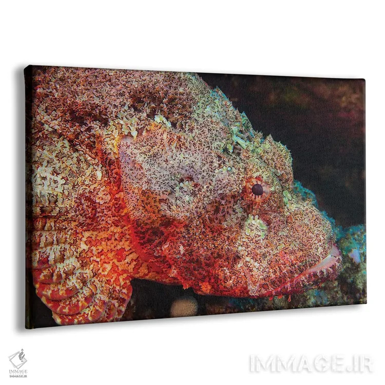 تابلو Scorpaenopsis Cacopsis, Is Endemic To Hawaii And The Largest Of This Family,ماهی عقرب غولپیکر، Scorpaenopsis Cacopsis، بومی هاوایی و بزرگترین گونه این خانواده اثر دیوید فلیتهام - نمای پرسپکتیو محصول