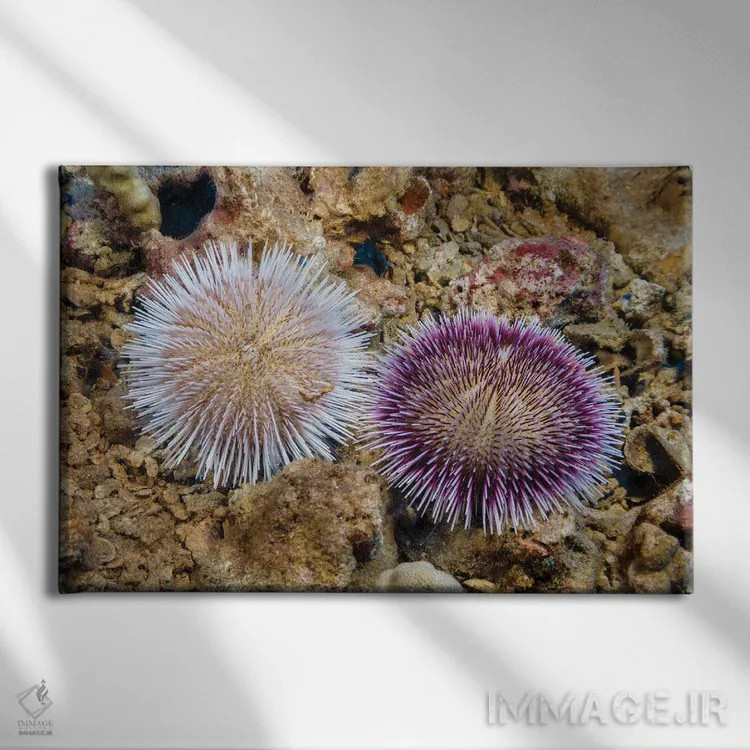 تابلو Pseudoboletia Indiana, Represent The Color Variation Of This Species, Hawaii,این دو جوجهتیغی جمعکننده سنگریزه، Pseudoboletia Indiana، تنوع رنگی این گونه را نشان میدهند، هاوایی اثر دیوید فلیتهام - نمای روبهرو روی دیوار